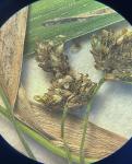 Scirpus ancistrochaetus Schuyler