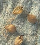 Scirpus ancistrochaetus Schuyler