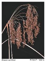 Scirpus cyperinus (L.) Kunth