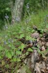 Scutellaria ovata Hill ssp. rugosa (A. Wood) Epling