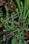 Selaginella apoda (L.) Spring