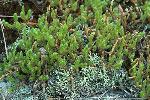 Selaginella rupestris (L.) Spring
