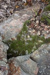 Selaginella rupestris (L.) Spring