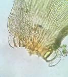 Sematophyllum demissum (Wilson) Mitt.