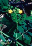 Senna obtusifolia (L.) Irwin & Barneby