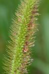 Setaria parviflora (Poir.) Kerguelen