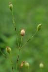 Silene antirrhina L.