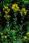 Silphium asteriscus L. var. trifoliatum (L.) Clevinger