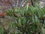Smilax laurifolia L.