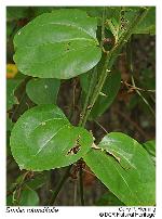 Smilax rotundifolia L.