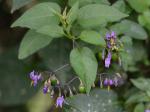 Solanum dulcamara L.