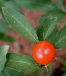 Solanum pseudocapsicum L.