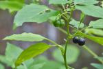 Solanum ptycanthum Dunal