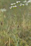 Solidago ptarmicoides (Torrey & A. Gray) B. Boivin