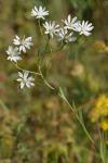 Solidago ptarmicoides (Torrey & A. Gray) B. Boivin