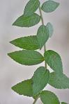 Solidago rugosa P. Mill. var. celtidifolia (Small) Fernald