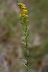 Solidago mexicana L.