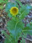 Sonchus oleraceus L.