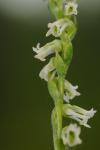 Spiranthes eatonii Ames ex P.M. Brown