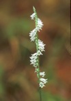 Spiranthes lacera (Raf.) Raf. var. gracilis (Bigelow) Luer