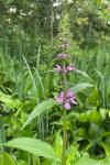 Stachys palustris L.