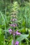 Stachys palustris L.