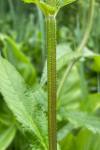 Stachys palustris L.