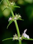 Stachys tenuifolia Willd.