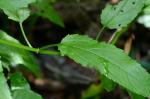 Stachys tenuifolia Willd.