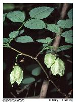 Staphylea trifolia L.