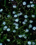 Stellaria longifolia Muhl.