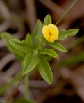 Stylosanthes biflora (L.) B.S.P.