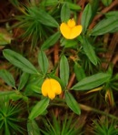 Stylosanthes biflora (L.) B.S.P.