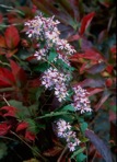 Symphyotrichum cordifolium (L.) Nesom