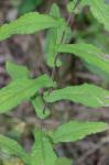 Symphyotrichum phlogifolium (Muhl. ex Willd.) Nesom