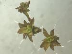 Syntrichia virescens (De Not.) Ochyra