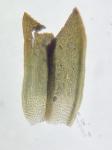 Syntrichia virescens (De Not.) Ochyra