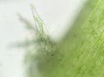 Taxiphyllum deplanatum (Bruch & Schimp. ex Sull.) M. Fleisch.