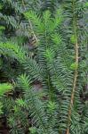 Taxus canadensis Marshall
