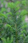 Taxus canadensis Marshall