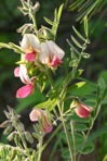 Tephrosia virginiana (L.) Pers.