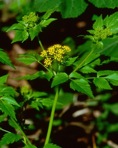 Thaspium barbinode (Michx.) Nutt.