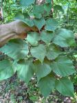 Tilia cordata P. Miller