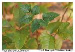 Toxicodendron pubescens P.Miller