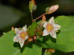 Triadenum virginicum (L.) Raf.