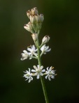 Triantha racemosa (Walt.) Small