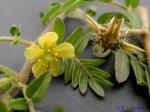 Tribulus terrestris L.