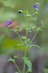 Trichostema dichotomum L.