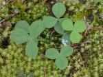 Trifolium calcaricum Collins & Wieboldt