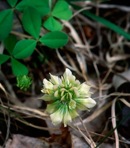 Trifolium calcaricum Collins & Wieboldt